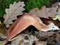 Májgomba (Fistulina hepatica), Budai-hegység